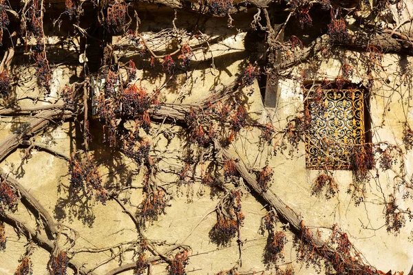 Средиземноморский Дом Деталь Винтажной Лампой Старое Окно Выветривается Сухой Ползучий — стоковое фото