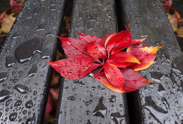 Hojas Rojas Banco Negro Gotas Lluvia — Foto de Stock