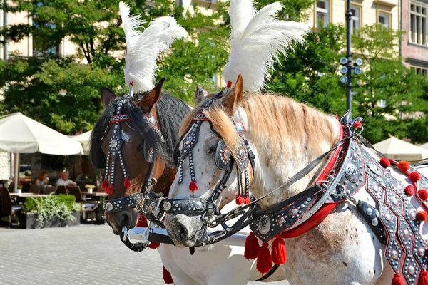 Krakow, Polonya - 1 Eylül 2016. Eski şehrin turistlerin cazibe Krakow.Horse taşıma Krakw'ın ana Pazar Meydanı'nda şehir gezileri Turları