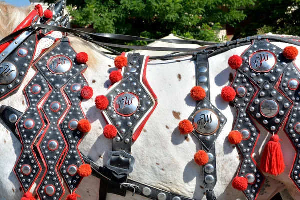 Krakau Polen September 2016 Paard Rijtuig Voor City Sightseeingtours Krakw — Stockfoto