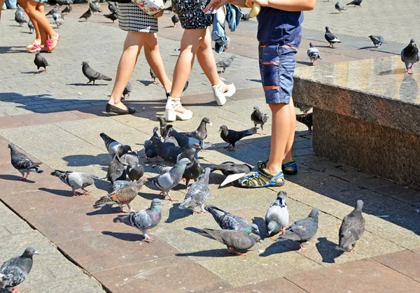 폴란드 크라쿠프 2016년 사람과 비둘기 Rynek Glowny 폴란드 크라쿠프의 가지의 — 스톡 사진