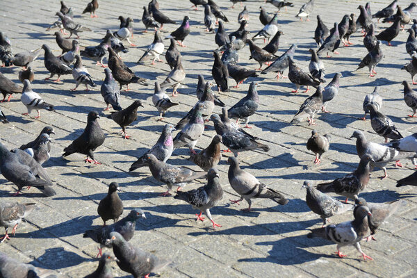 KRAKOW, POLAND - SEPTEMBER 1, 2016. People and pigeons ,tourists attraction in Rynek Glowny ,Main Market Square in the Old city of Krakow, Poland. 