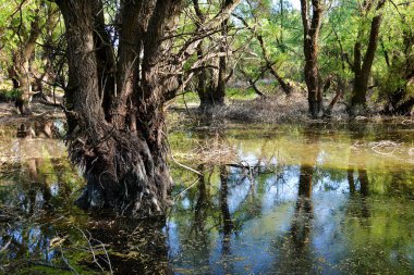 Tuna deltası doğa rezervi, Romanya. İnanılmaz eski orman manzarası. 