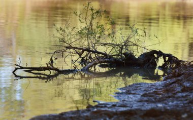 Tuna deltası doğa rezervi, Romanya. İnanılmaz eski orman manzarası.