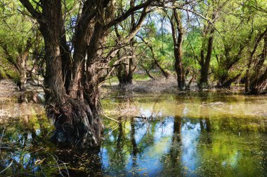 Yaşlı Letea orman, turistik Danube Delta, Romanya'da şaşırtıcı 