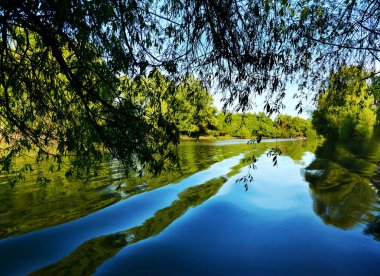 Tuna deltası doğa rezervi, Romanya. İnanılmaz eski orman manzarası.