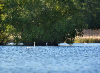 Tuna deltası doğa rezervi, Romanya. İnanılmaz eski orman manzarası.