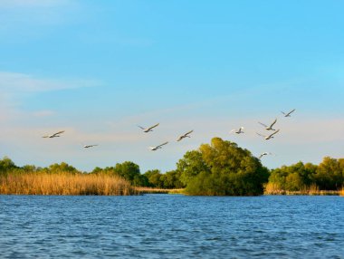 Tuna deltası doğa rezervi, Romanya. İnanılmaz eski orman manzarası.