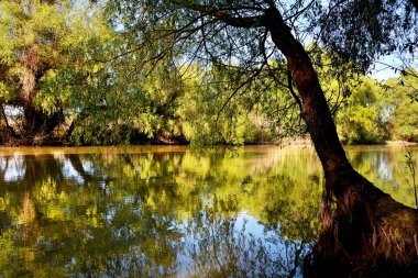 Tuna deltası doğa rezervi, Romanya. İnanılmaz eski orman manzarası.