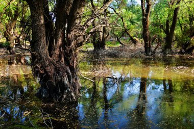 Tuna deltası doğa rezervi, Romanya. İnanılmaz eski orman manzarası.