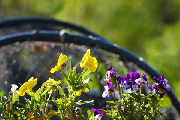 Detalle Del Lugar Recreación Con Flores Redes Delta Del Danubio — Foto de Stock