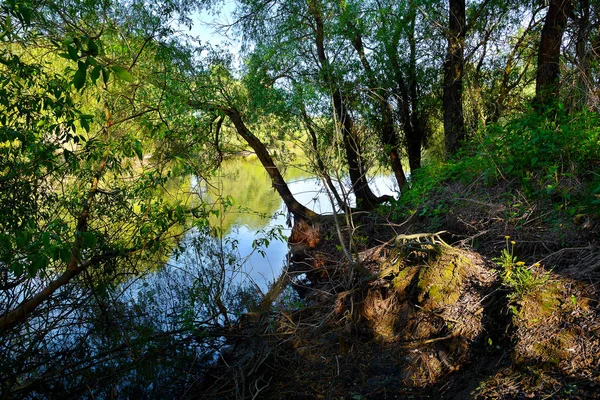 Danube Delta Nature Reserve Romania Amazing Old Forest Landscape — Stock Photo, Image