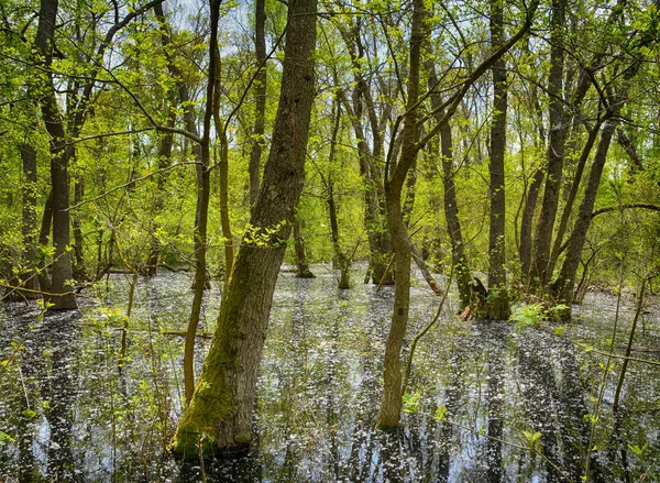 ドナウデルタ自然保護区 ルーマニア 驚くべき古い森林の風景 — ストック写真