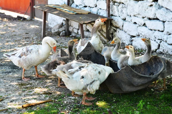 Husy Silnici Romonianské Vesnici — Stock fotografie