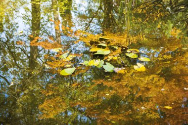 Sonbaharda ağaçlarla su yansıması