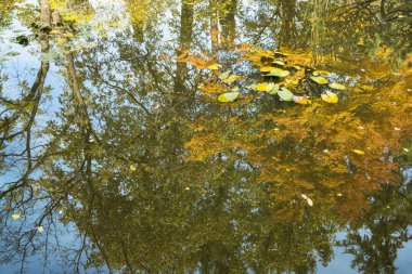 Sonbaharda ağaçlarla su yansıması