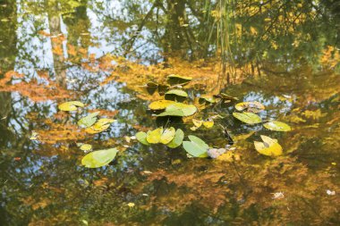 Sonbaharda ağaçlarla su yansıması