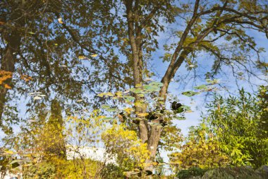 Sonbaharda ağaçlarla su yansıması