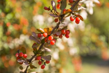 Sonbaharda Cluj Botanik Bahçe, Transilvanya, Romanya