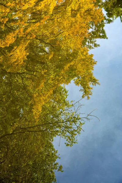 Herbst Botanischen Garten Von Cluj Siebenbürgen Rumänien — Stockfoto
