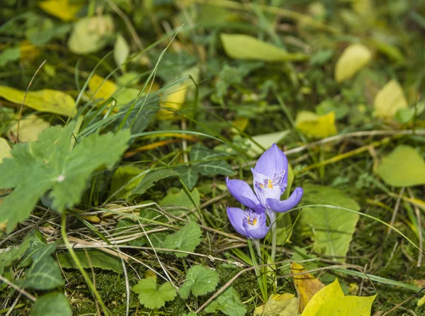 Dziki Kwiat Krokus Lesie Rumunii — Zdjęcie stockowe