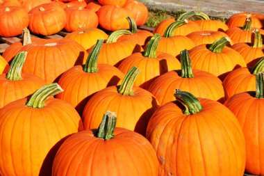 Sonbahar arka plan. Süs su kabakları ve kabaklar . 