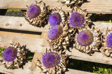 Ahşap arka planda kuru ayçiçekleri