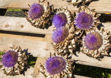 Ahşap arka planda kuru ayçiçekleri