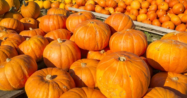 Fond Automne Gourdes Citrouilles Ornementales — Photo