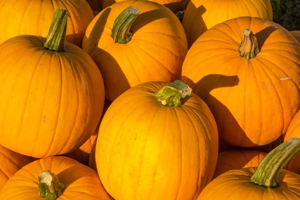 Fond Automne Gourdes Citrouilles Ornementales — Photo