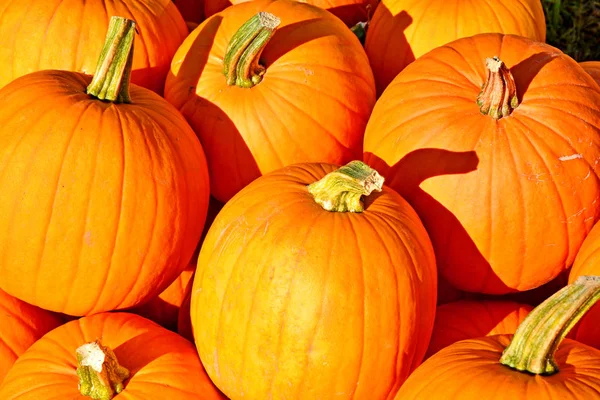 Herbsthintergrund Zierkürbisse Und Kürbisse — Stockfoto