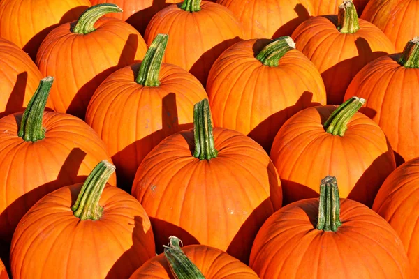 Fond Automne Gourdes Citrouilles Ornementales — Photo