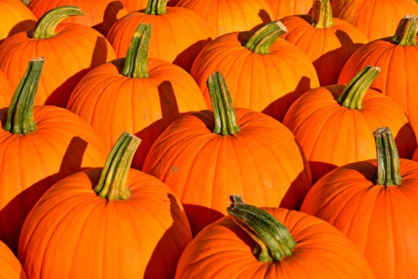 Fond Automne Gourdes Citrouilles Ornementales — Photo