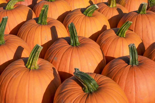 Fond Automne Gourdes Citrouilles Ornementales — Photo