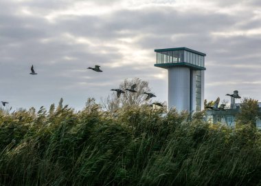 Kuşlar bulutlu bir günde binanın yakınında uçuyor.