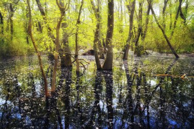 Yaşlı Letea orman, turistik Danube Delta, Romanya'da şaşırtıcı