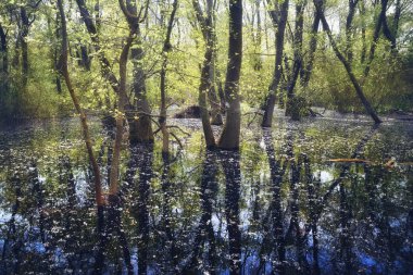 Yaşlı Letea orman, turistik Danube Delta, Romanya'da şaşırtıcı