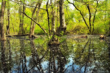 Yaşlı Letea orman, turistik Danube Delta, Romanya'da şaşırtıcı