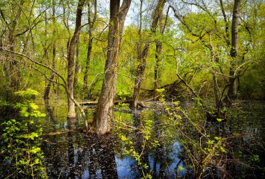 Yaşlı Letea orman, turistik Danube Delta, Romanya'da şaşırtıcı