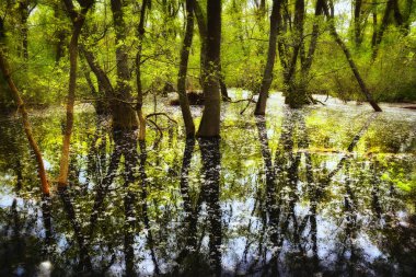 Yaşlı Letea orman, turistik Danube Delta, Romanya'da şaşırtıcı