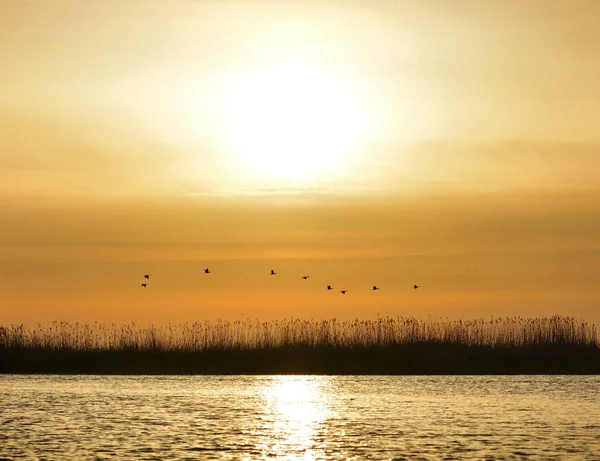 Csodálatos Napfelkeltét Természetvédelem Duna Delta Románia — Stock Fotó