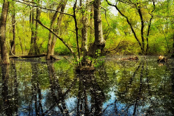 Yaşlı Letea orman, turistik Danube Delta, Romanya'da şaşırtıcı
