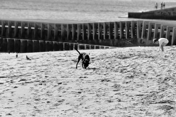 Relax Cais Das Colunas Thetagus River Rio Tejo Praca Comercio — 스톡 사진