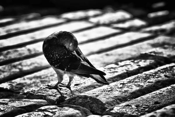 Pták Břehu Řeky Tagus Rio Tejo Praca Comercio Obchodní Náměstí — Stock fotografie