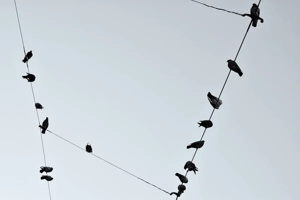 Oiseaux Assis Sur Des Lignes Élévatrices Sur Fond Ciel Images De Stock Libres De Droits