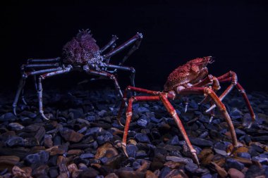 Lizbon, Portekiz akvaryumda örümcek yengeçler ile deniz yaşamı 