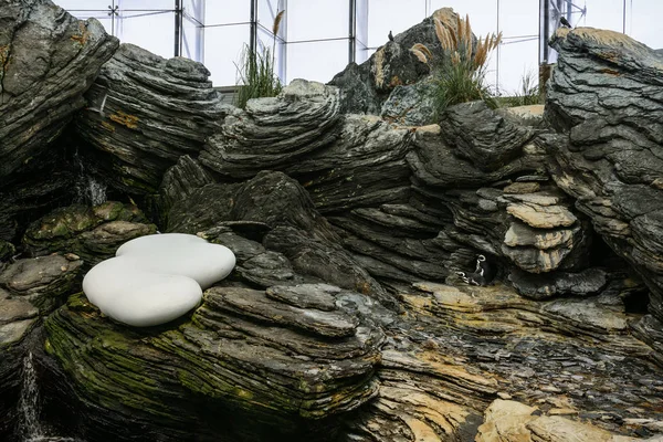 Pinguïn Het Aquarium Van Lissabon Portugal — Stockfoto