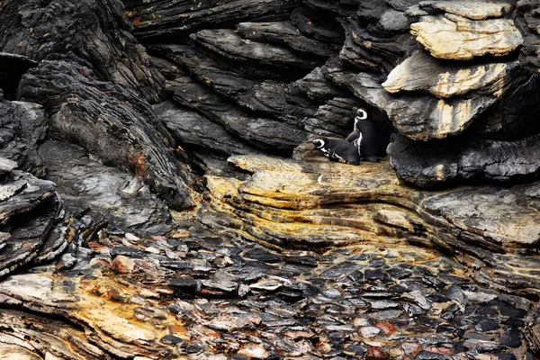 Pingüinos Acuario Lisboa Portugal — Foto de Stock