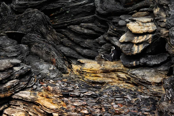 Penguenler Içinde Belgili Tanımlık Akvaryum Lizbon Portekiz — Stok fotoğraf