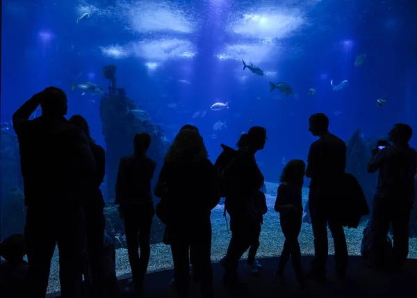 リスボン ポルトガル 2017年11月2日 リスボン ポルトガルの水族館でペンギンを訪れる観光客 — ストック写真